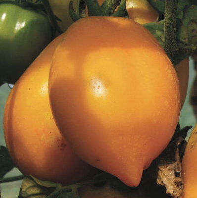 Tomato Russian Lemon, Томат Русский Лимон